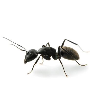 Ant Control in Appleton