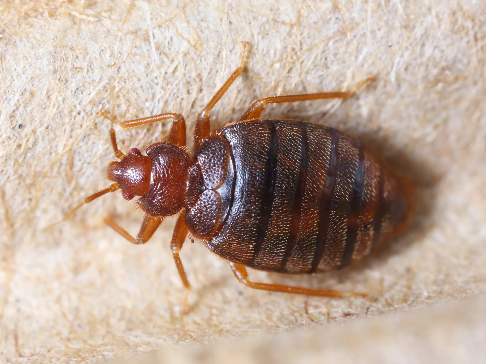 Bed Bug Control in Gresham