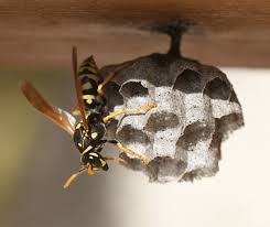 Wasp & Bee Control