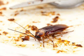 Cockroach Control in Boulder