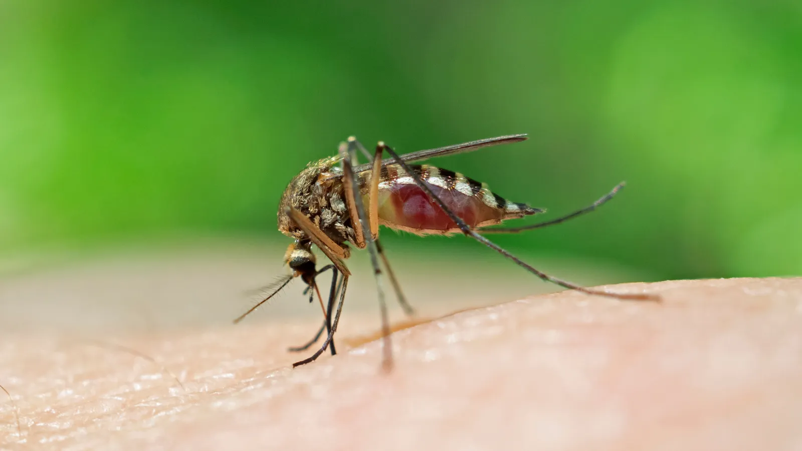 Mosquito Control