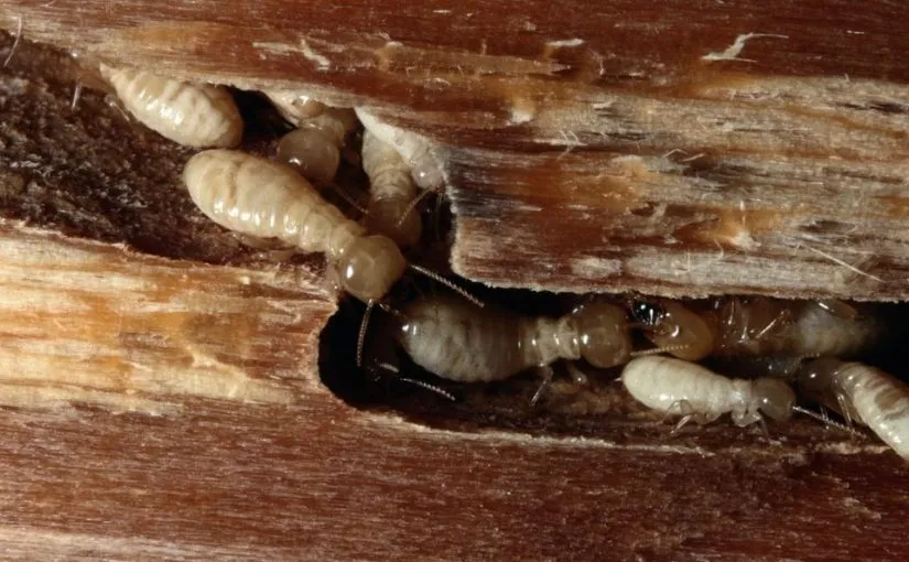 Termite Control in Appleton